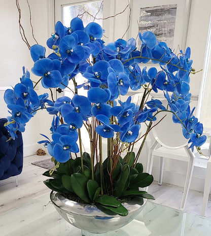 Arreglo de Orquídeas Phalaenopsis Azules en Cuenco de Musgo Plateado