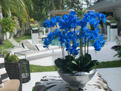 Arreglo de Orquídeas Phalaenopsis Azules en Cuenco de Musgo Plateado
